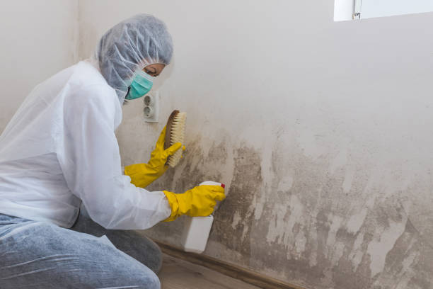 Best Mold Damage Repair  in South Blooming Grove, NY