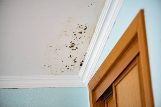 Best Certified Mold Removal  in South Blooming Grove, NY