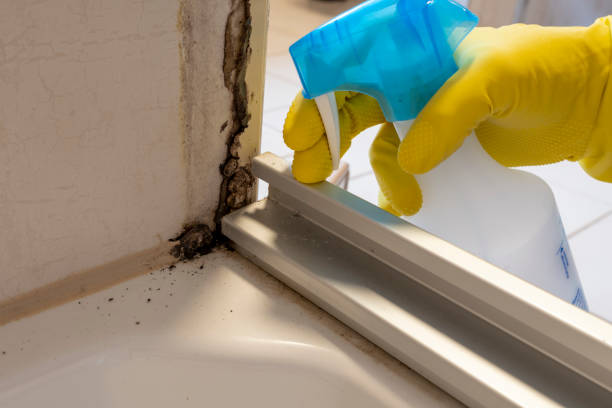 Best Attic Mold Removal  in South Blooming Grove, NY