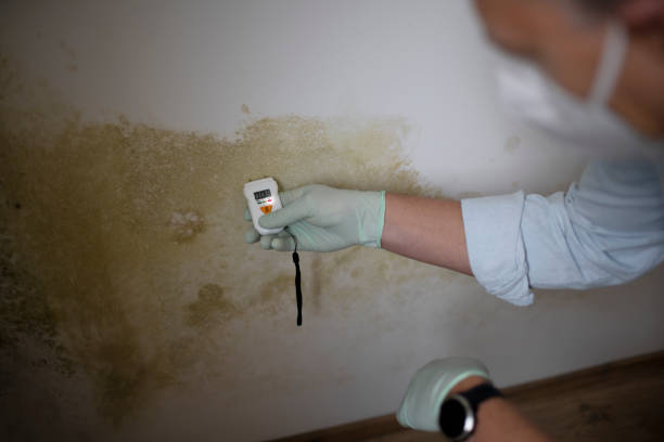Best Certified Mold Removal  in South Blooming Grove, NY