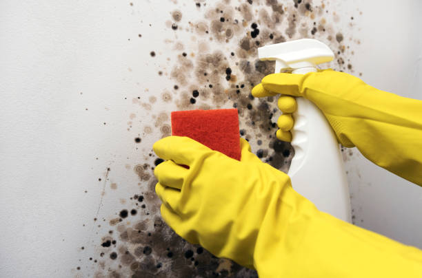 Best Emergency Mold Removal  in South Blooming Grove, NY
