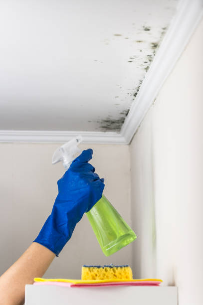 Best Mold Damage Repair  in South Blooming Grove, NY